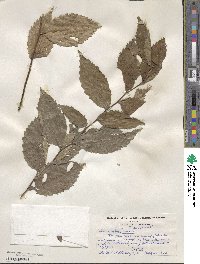 Ulmus rubra image