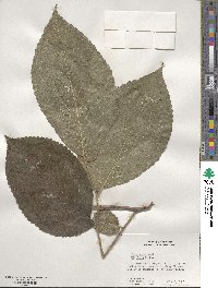 Ulmus rubra image