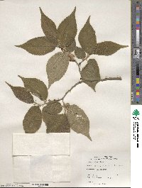 Ulmus rubra image