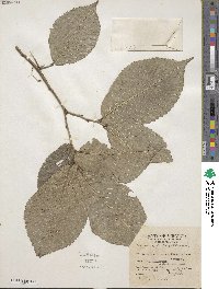 Ulmus rubra image