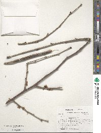 Ulmus rubra image