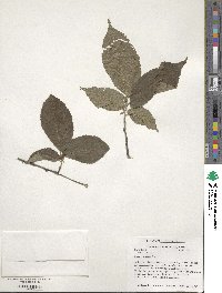 Ulmus rubra image