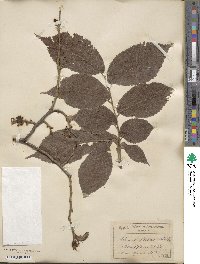 Ulmus rubra image