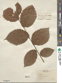 Ulmus rubra image