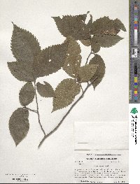 Ulmus rubra image