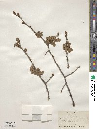 Ulmus rubra image