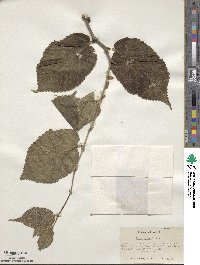 Ulmus rubra image