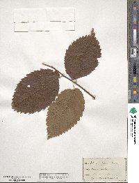 Ulmus rubra image