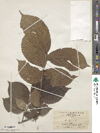 Ulmus rubra image