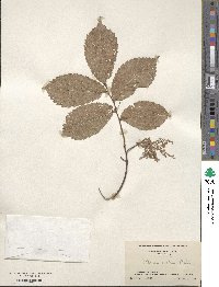 Ulmus rubra image