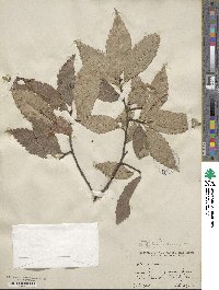 Ulmus rubra image