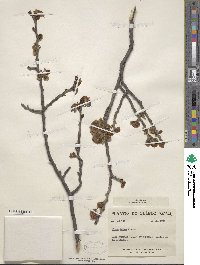 Ulmus rubra image