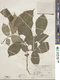 Ulmus rubra image