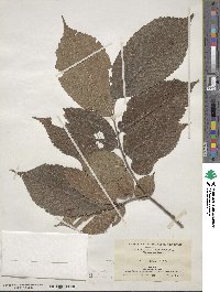 Ulmus rubra image