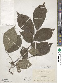 Ulmus rubra image