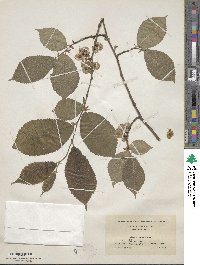 Ulmus rubra image