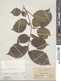 Ulmus rubra image