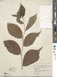 Ulmus rubra image