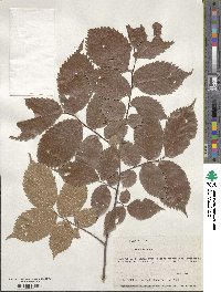 Ulmus rubra image