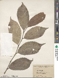 Ulmus rubra image