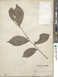 Ulmus rubra image