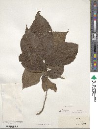 Ulmus rubra image