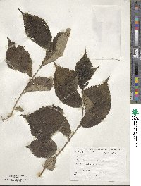 Ulmus rubra image