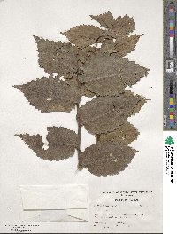 Ulmus rubra image