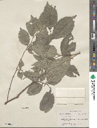 Ulmus rubra image