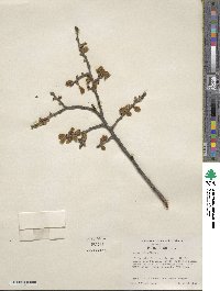 Ulmus rubra image