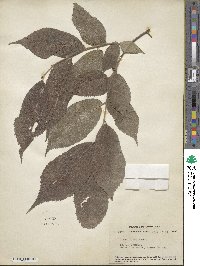 Ulmus rubra image