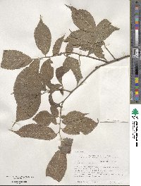 Ulmus rubra image