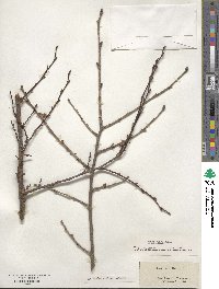 Ulmus rubra image