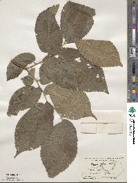 Ulmus rubra image