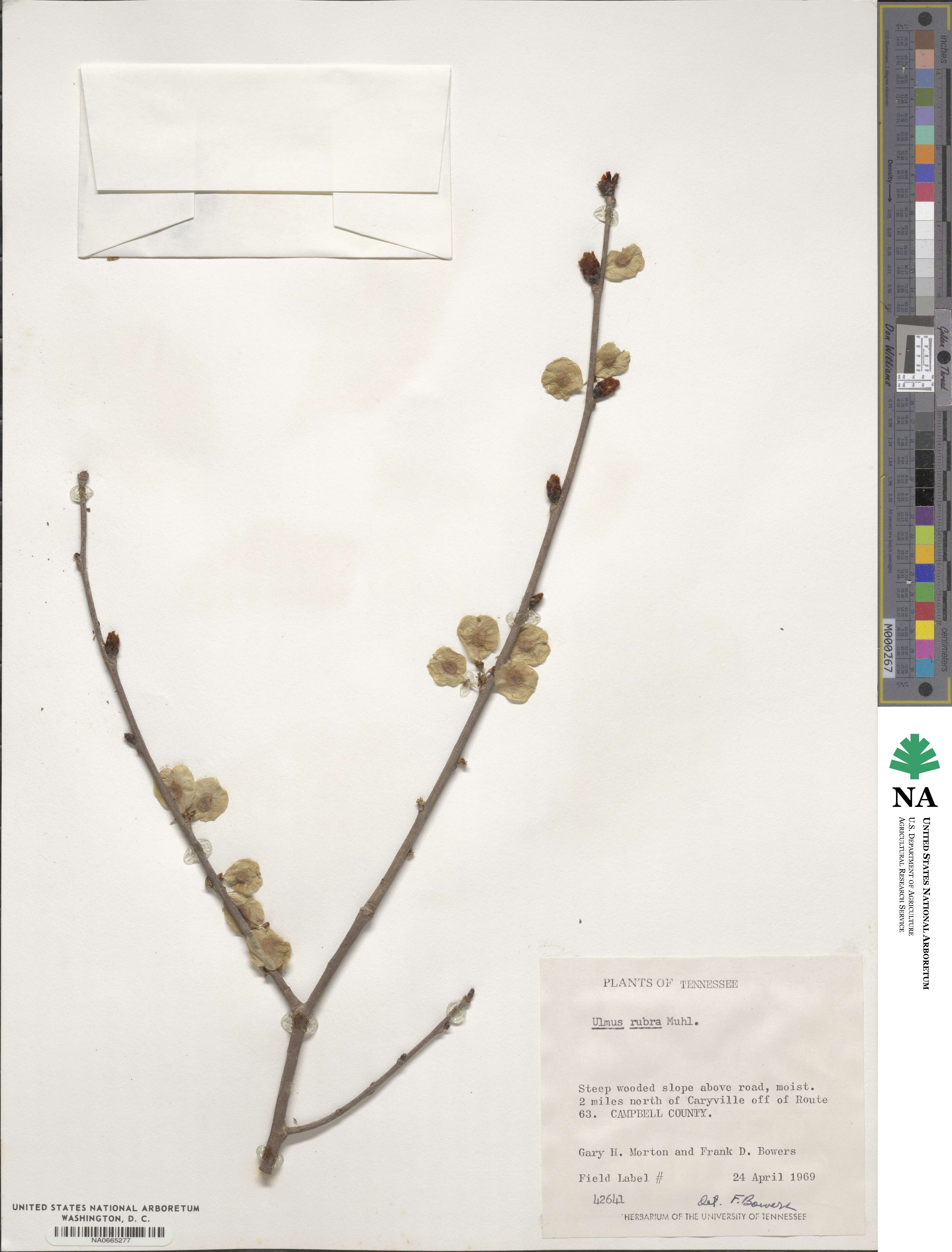 Ulmus rubra image