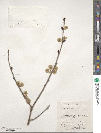 Ulmus rubra image