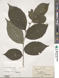 Ulmus rubra image