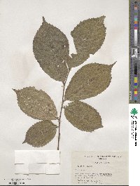 Ulmus rubra image