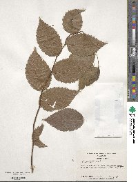 Ulmus rubra image