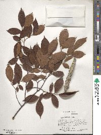 Ulmus serotina image