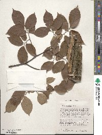 Ulmus serotina image