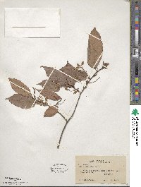 Ulmus serotina image