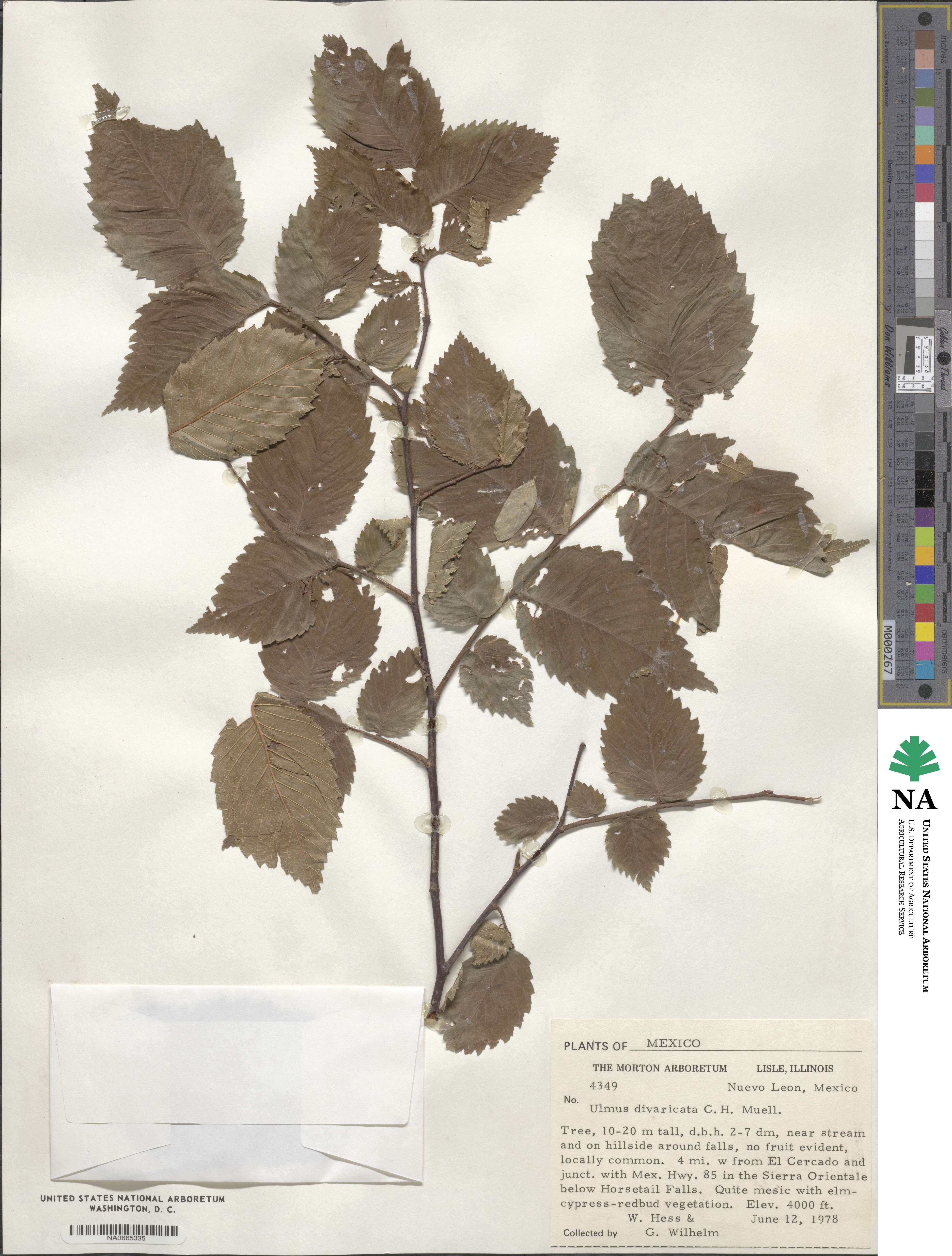 Ulmus serotina image