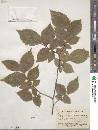 Ulmus serotina image