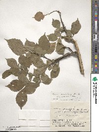 Ulmus davidiana image