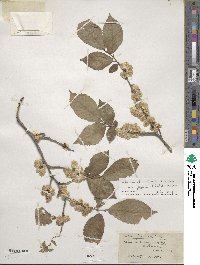 Ulmus davidiana var. japonica image