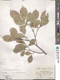 Ulmus davidiana var. japonica image