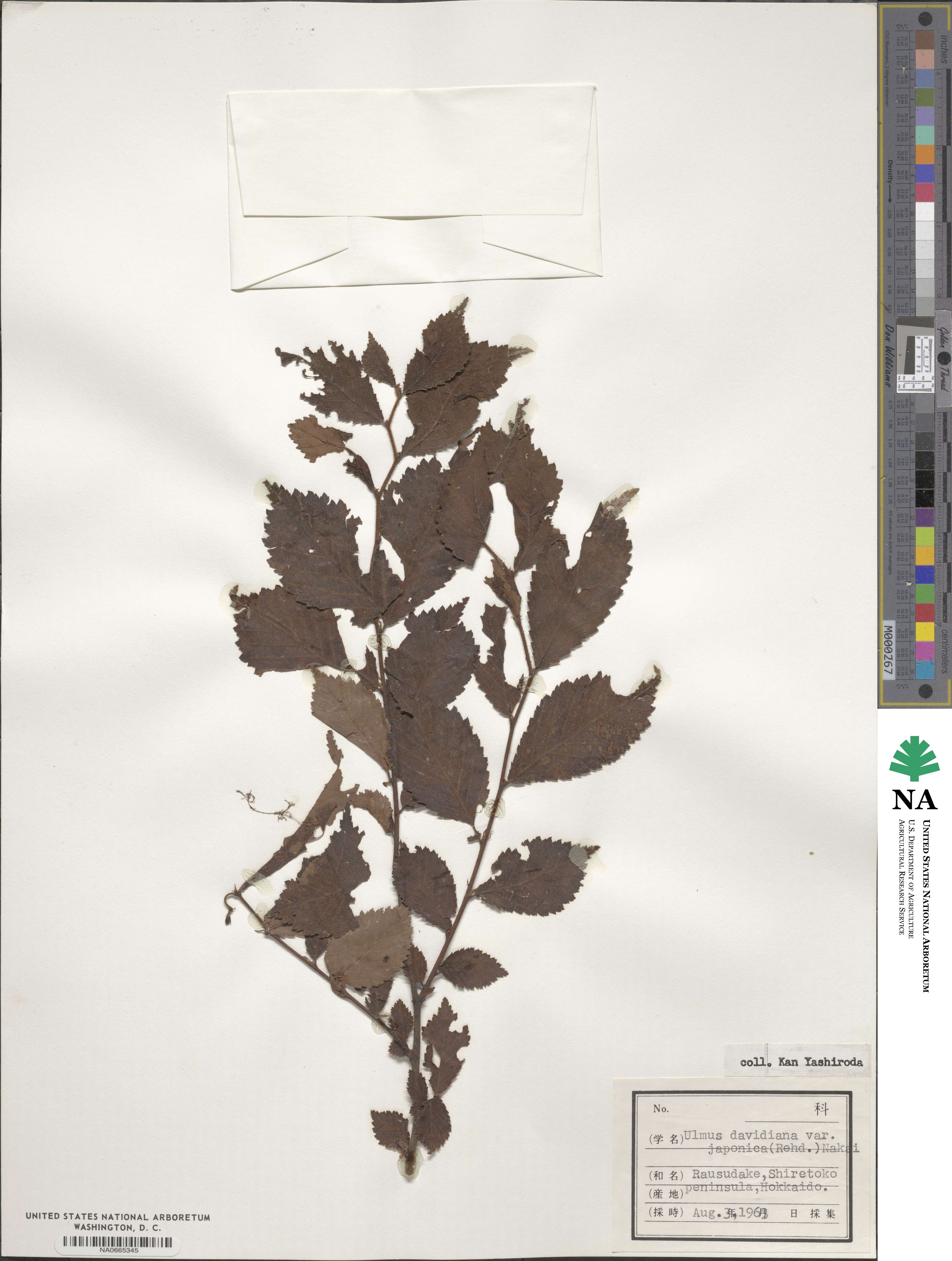 Ulmus davidiana var. japonica image
