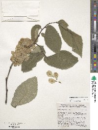 Ulmus glabra image