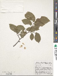 Ulmus minor image